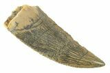 Serrated, Raptor Tooth - Real Dinosaur Tooth #285169-1
